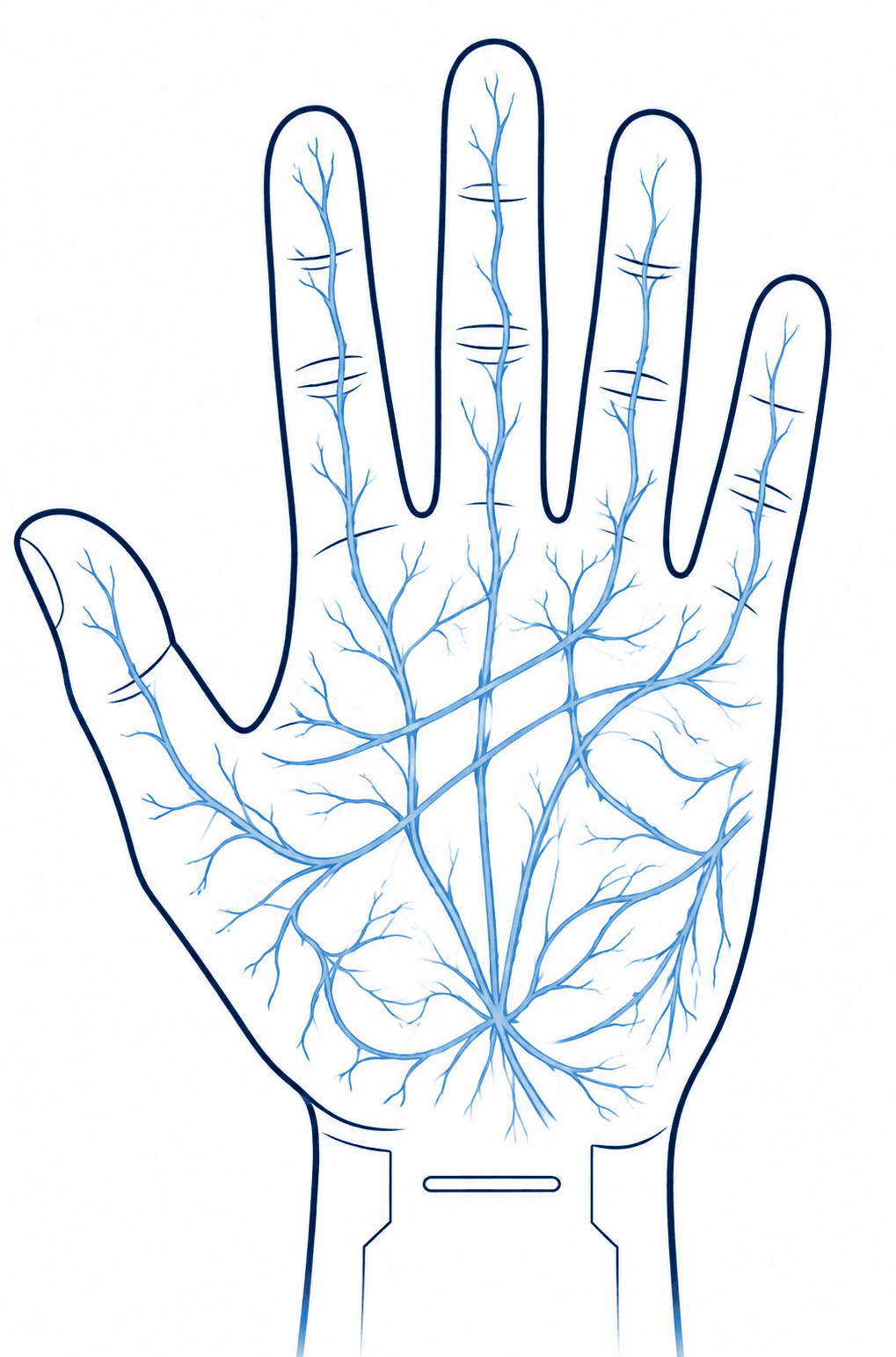 Line illustration of a palm showing the sub-dermal vein pattern used for identification